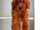 Toy Poodle Sevi̇mli̇ Yavrular Ev Üreti̇mi̇