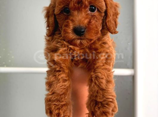 Toy Poodle Sevi̇mli̇ Yavrular Ev Üreti̇mi̇ görsel
