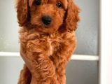 TOY POODLE SEVİMLİ YAVRULAR EV ÜRETİMİ