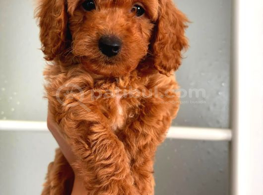 TOY POODLE SEVİMLİ YAVRULAR EV ÜRETİMİ