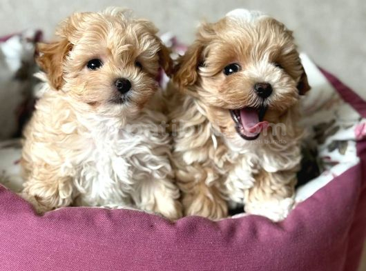 MALTİPOO CİNSİ YAVRULAR EV ÜRETİMİ