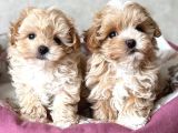 Malti̇poo Ci̇nsi̇ Yavrular Ev Üreti̇mi̇