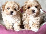Malti̇poo Ci̇nsi̇ Yavrular Ev Üreti̇mi̇