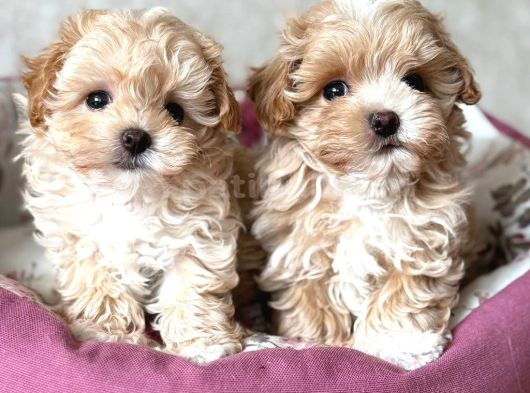 Malti̇poo Ci̇nsi̇ Yavrular Ev Üreti̇mi̇ görsel