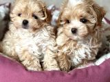 Malti̇poo Ci̇nsi̇ Yavrular Ev Üreti̇mi̇