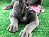 Dev Premi̇um Cane Corso Yavrulari