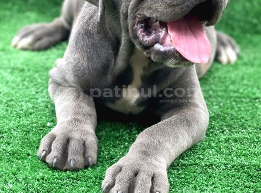 Dev Premi̇um Cane Corso Yavrulari görsel
