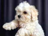 Irk Garantili Maltese Terrier