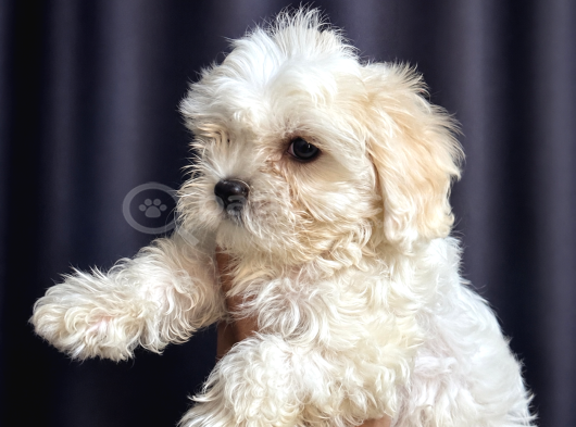 Irk Garantili Maltese Terrier