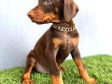 2 Aylık Asker Doberman Yavrularım