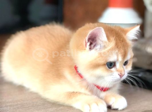 A Kalite Bri̇ti̇sh Shorthai̇r Golden  Yavrular görsel