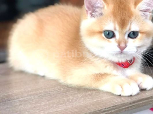 A Kalite Bri̇ti̇sh Shorthai̇r Golden  Yavrular görsel