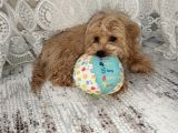 6 Aylık Erkek Maltipoo