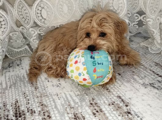 6 Aylık Erkek Maltipoo görsel