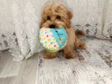 6 Aylık Erkek Maltipoo