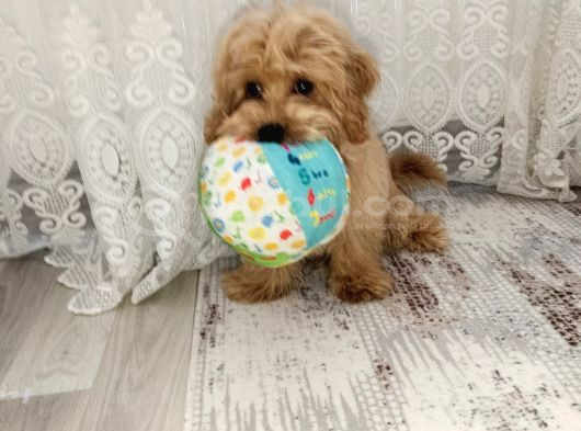 6 Aylık Erkek Maltipoo görsel