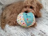 6 Aylık Erkek Maltipoo