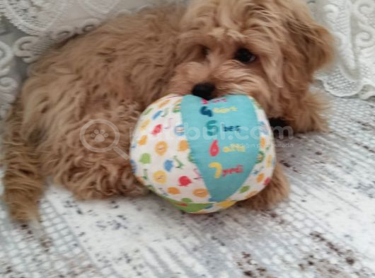 6 Aylık Erkek Maltipoo görsel