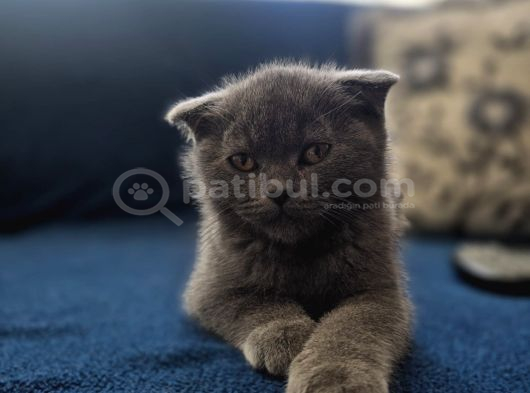 Scottish Fold yavrularımız Ankara