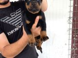 A Kali̇te Doberman Yavrulari
