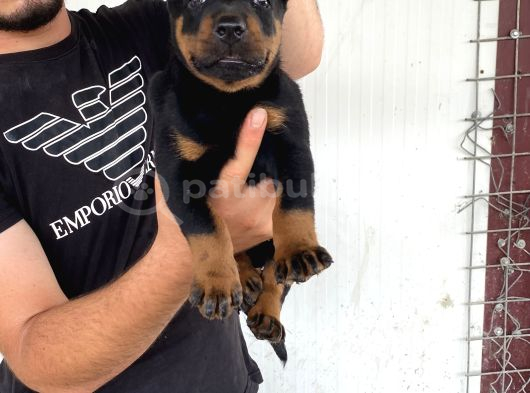 A Kali̇te Doberman Yavrulari görsel