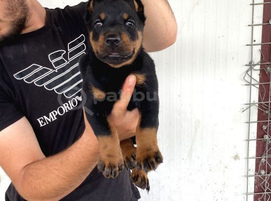 A Kali̇te Doberman Yavrulari görsel