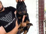 A KALİTE DOBERMAN YAVRULARI