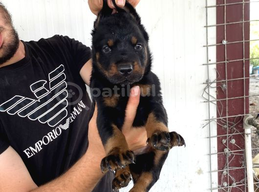 A KALİTE DOBERMAN YAVRULARI