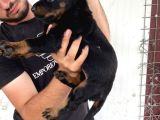A Kali̇te Doberman Yavrulari
