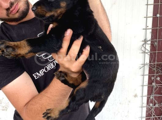 A Kali̇te Doberman Yavrulari görsel