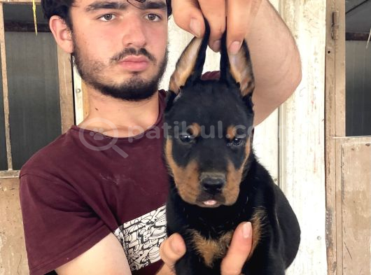 Doberman Yavrularimiz görsel