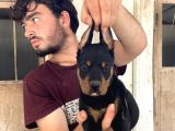 Doberman Yavrularimiz