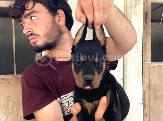 Doberman Yavrularimiz görsel