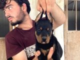 Doberman Yavrularimiz