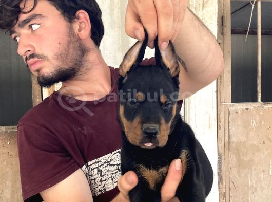 Doberman Yavrularimiz görsel