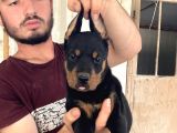 Doberman Yavrularimiz