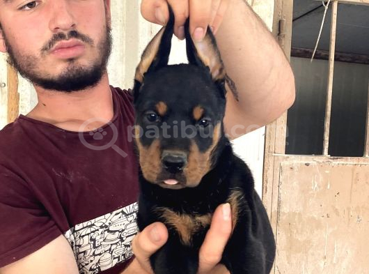 Doberman Yavrularimiz görsel