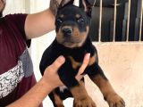 DOBERMAN YAVRULARIMIZ