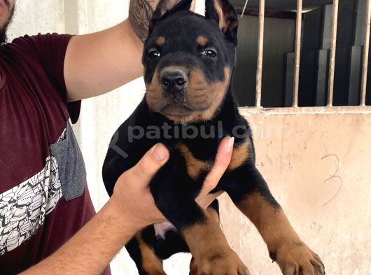 DOBERMAN YAVRULARIMIZ