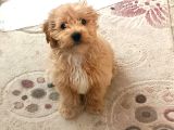 6 aylık erkek maltipoo