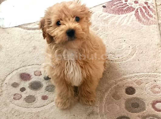 6 aylık erkek maltipoo
