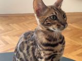 Orjinal Bengal Kedileri