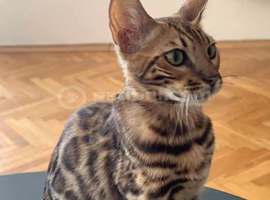 Orjinal Bengal Kedileri görsel