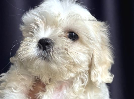 Irk Garantili Maltese Terrier görsel