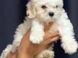 Irk Garantili Maltese Terrier