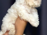 Irk Garantili Maltese Terrier