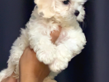 Irk Garantili Maltese Terrier