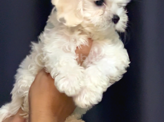 Irk Garantili Maltese Terrier görsel