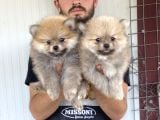 ÜST KALİTE POMERANIAN BOO YAVRULAR