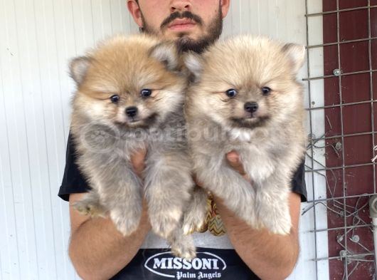 ÜST KALİTE POMERANIAN BOO YAVRULAR